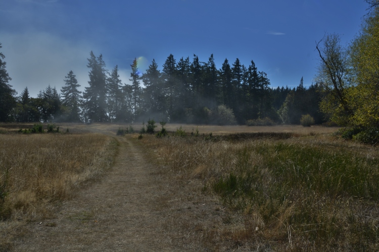 fog on meadow